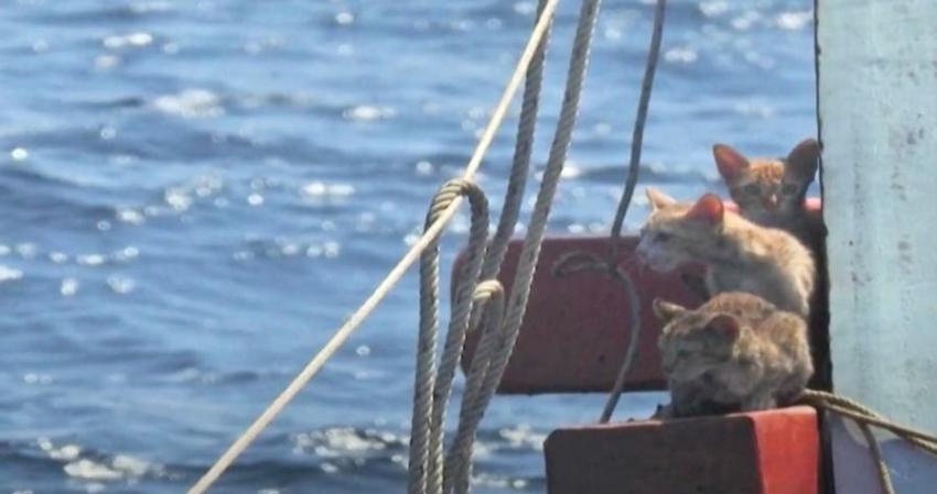 Marinos tailandeses salvan a gatos abandonados en barco hundiéndose en llamas
