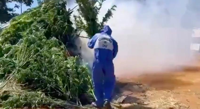 Carabineros decomisa 13 mil plantas de marihuana en la Región del Ñuble