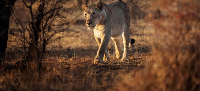 Rastreador es devorado por dos jóvenes leones en una reserva de vida salvaje en Sudáfrica