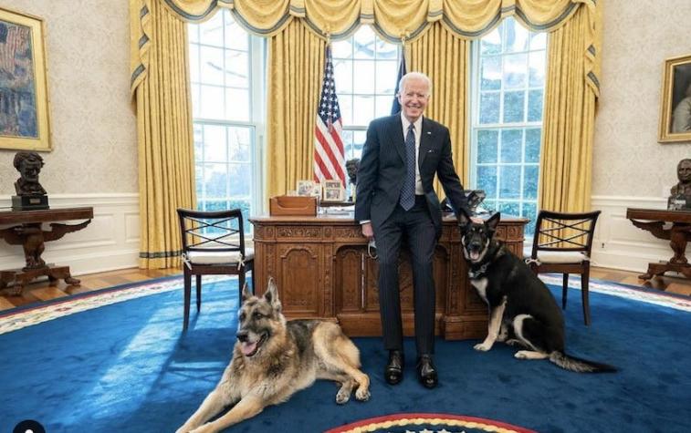 Los perros del Presidente Biden se van de la Casa Blanca por un incidente agresivo