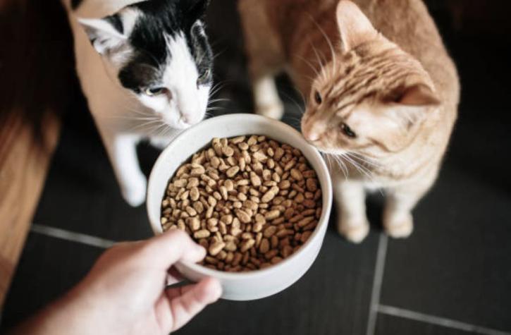Champion Cat anuncia retiro de todos sus productos de comida seca para gatos