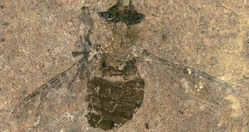 [FOTO] Encuentran una mosca fosilizada de 47 millones de años con con comida en el estómago