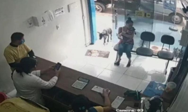 [VIDEO] Un perro callejero entra en una veterinaria y muestra su pata lesionada para "pedir ayuda"