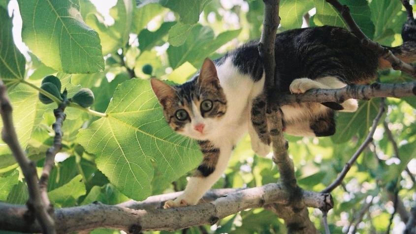 [VIDEO] Gato pasó dos días atrapado en un árbol: Se rescató a sí mismo con una escalera