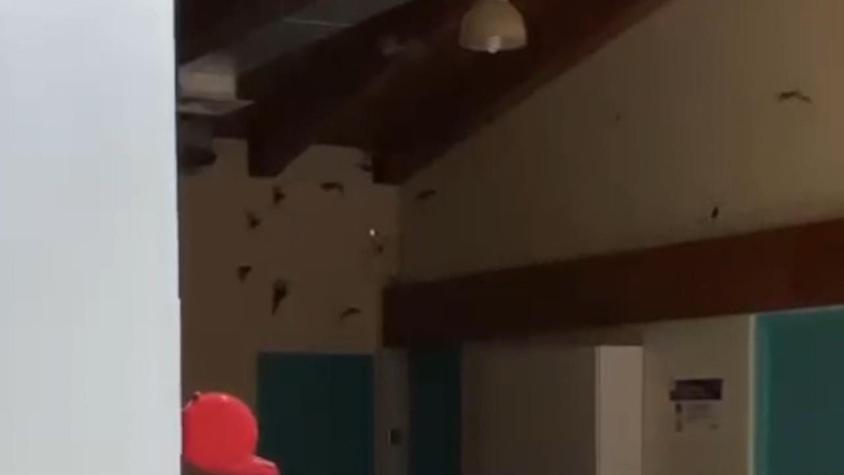 [VIDEO] Invasión de murciélagos obligó a cerrar Cesfam en Río Bueno
