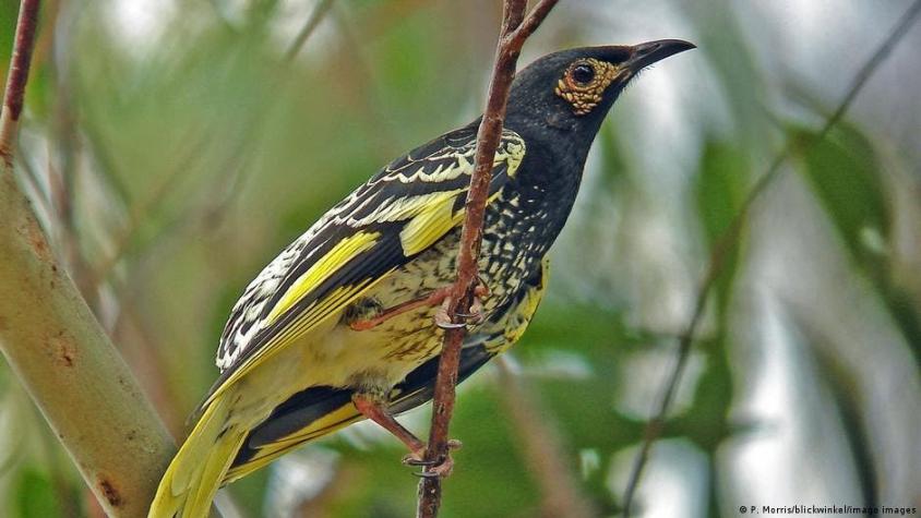Un pájaro en peligro de extinción se está olvidando del canto que usa para procrear