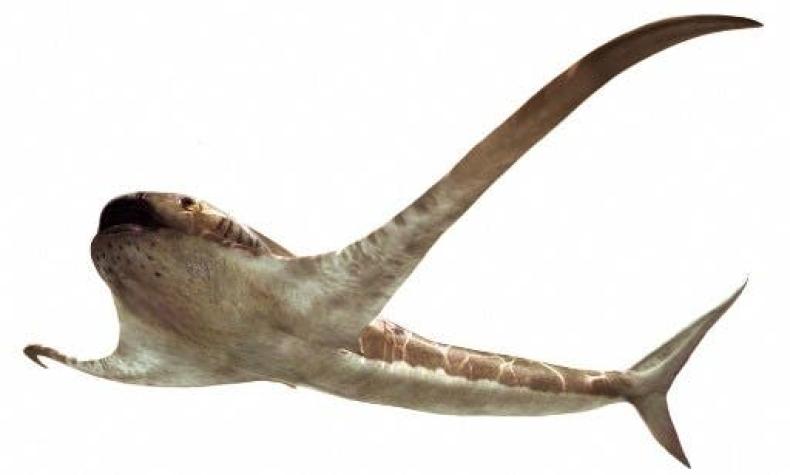 [FOTO] Hallan en México un extraño "tiburón águila" que vivió hace 93 millones de años