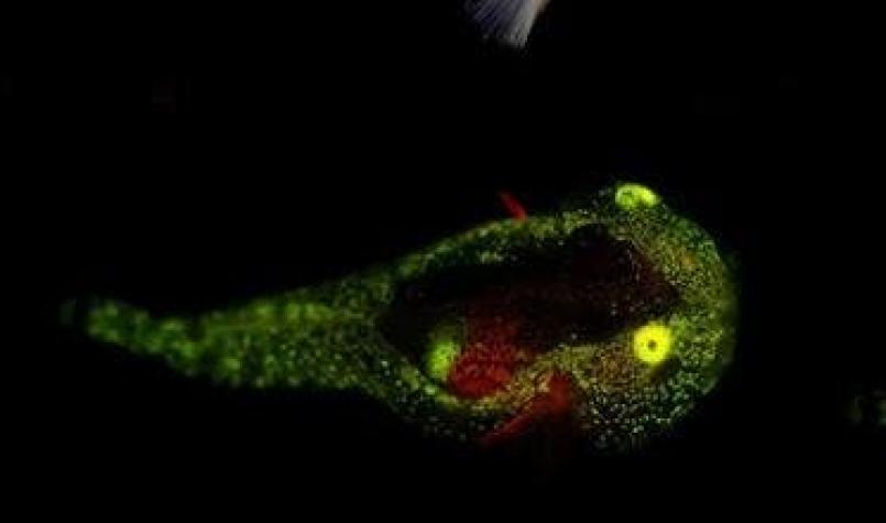 [VIDEO] Documentan por primera vez peces biofluorescentes en aguas del Ártico