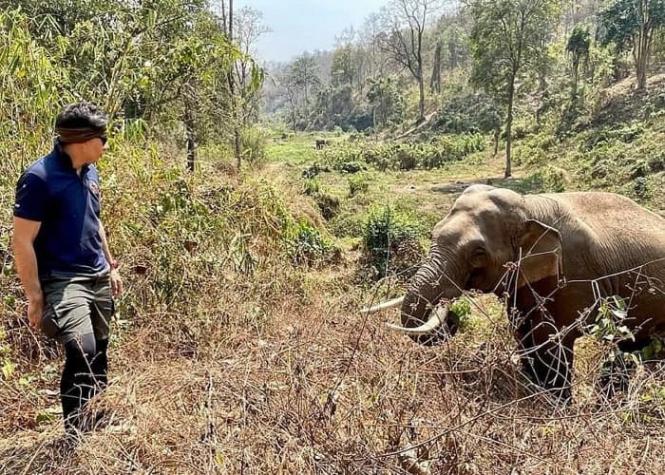 Elefante reconoce y saluda al veterinario que le salvó la vida 12 años atrás
