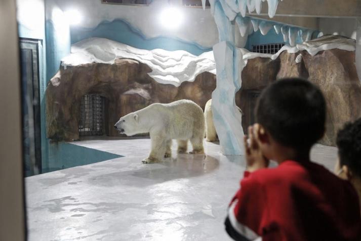 Polémica por la inauguración del primer hotel con osos polares en China