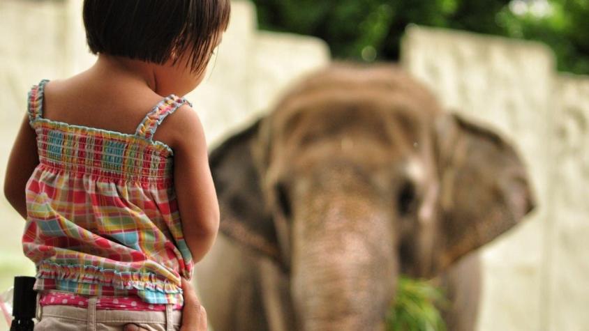 Momentos de terror: hombre se cuela con su hija en brazos en hábitat de los elefantes en zoo de EEUU