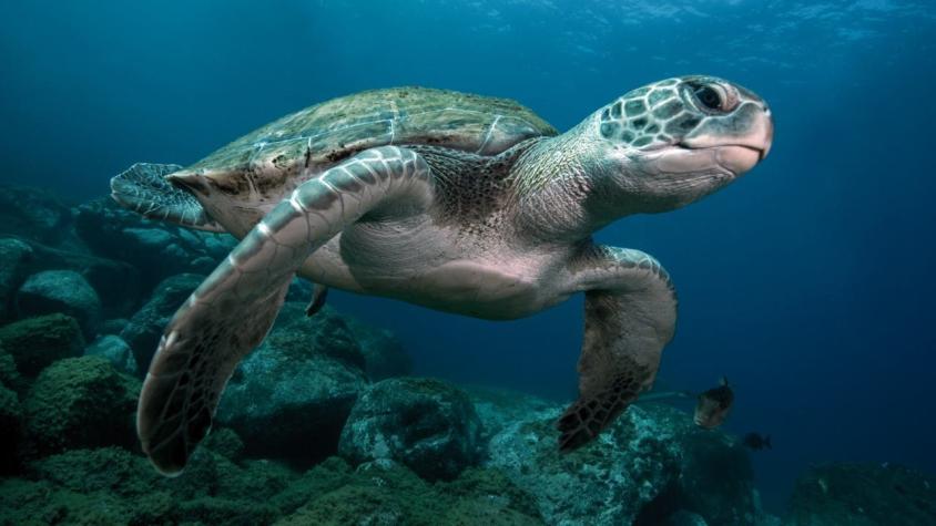 Nueve niños mueren tras comer carne de tortuga marina: Hay otras 37 personas hospitalizadas