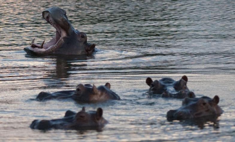 Colombia crea estrategia para controlar la plaga de hipopótamos que dejó Pablo Escobar