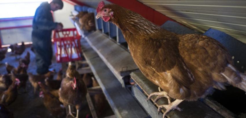 Biobío: Multan a concejala por regalar gallinas durante cuarentena