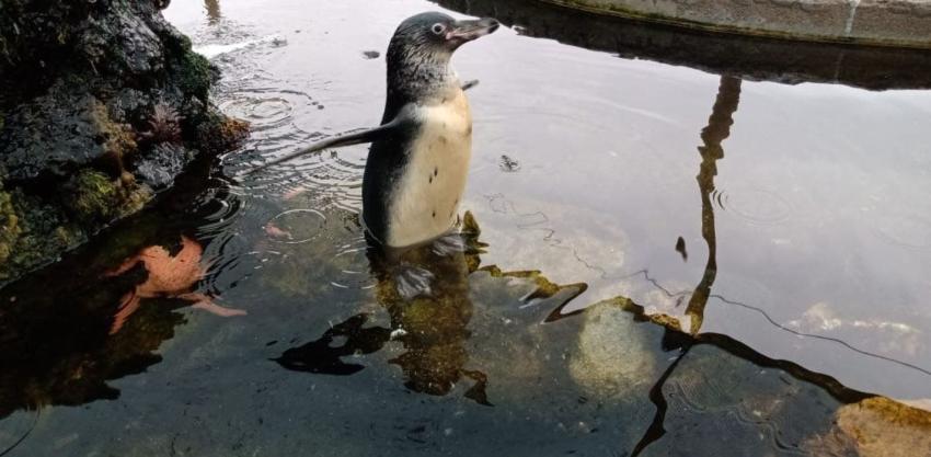 Skipper y Kowalski: la historia de los polluelos ciegos de pingüino rescatados en Coquimbo
