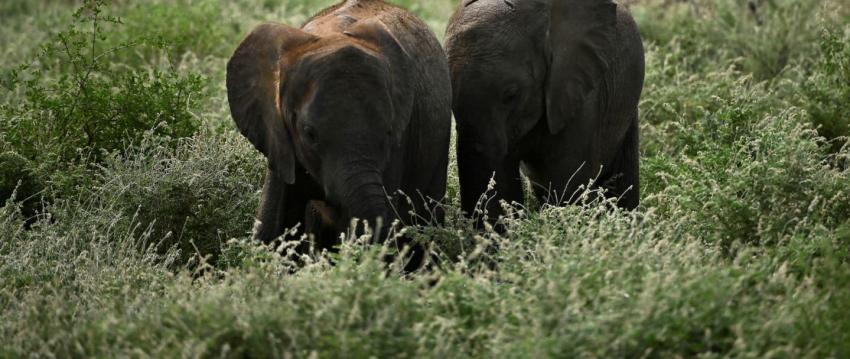 Afirman que el elefante de selva africano se encuentra en peligro de extinción