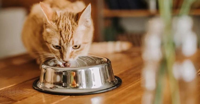 Sernac emite nueva alerta por lote de alimentos de gatos que podría generar problemas de salud