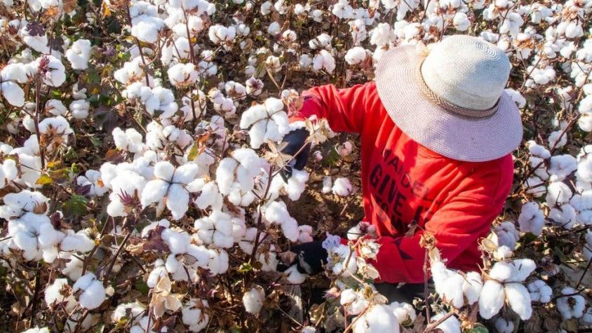 Algodón de Xinjiang: cómo saber si tu ropa está hecha con mano de obra china supuestamente esclava
