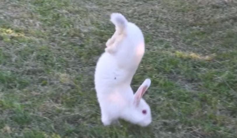 Descubren el gen que afecta a una raza de conejos que no puede saltar y que camina en dos patas