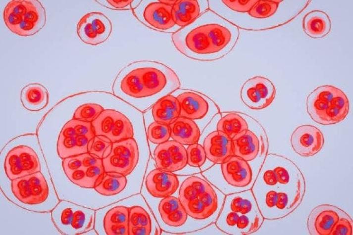 Científicos crean células artificiales que crecen y se dividen como las reales