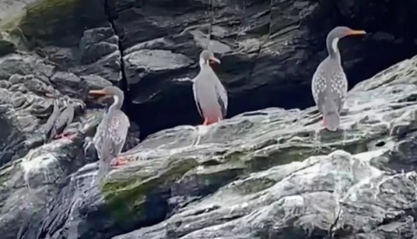 [VIDEO] Positiva alza en población de pingüinos