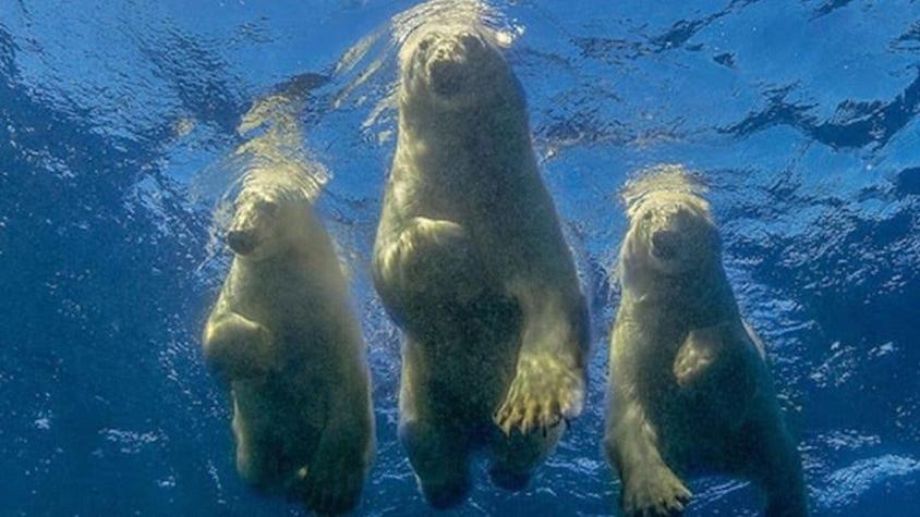 El fotógrafo que logró su "sueño loco" de nadar con osos polares
