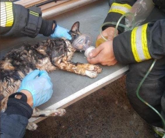 Bomberos rescatan de incendio a un gato y le salvan la vida tras darle primeros auxilios