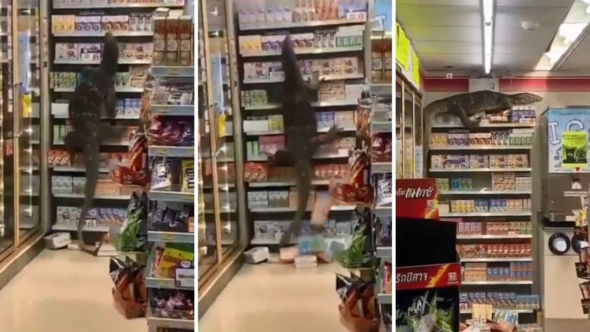 [VIDEO] ¡Del terror! Lagarto gigante ingresó a tienda en Tailandia y asustó a todos sus clientes