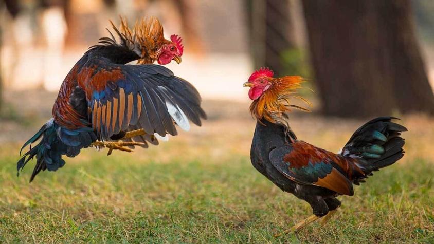 Cuba promulga ley contra el maltrato animal, pero no prohibió las peleas de gallo
