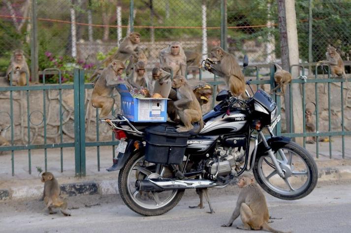 Detenidos en India dos hombres que utilizaban monos para robar dinero