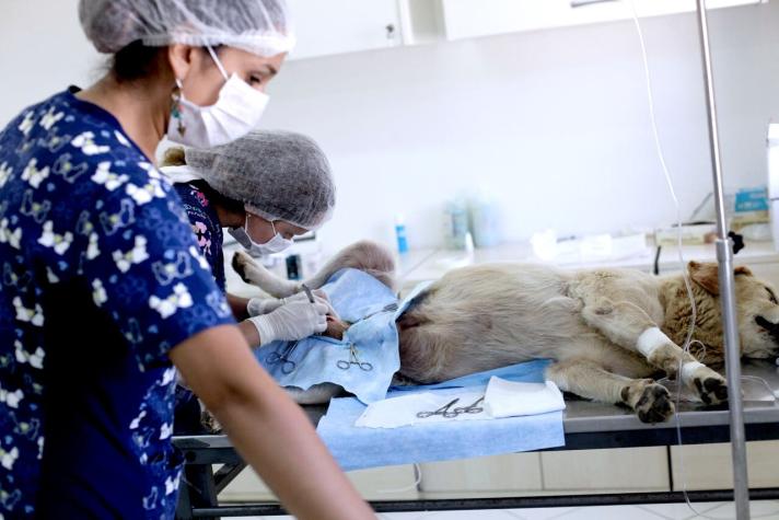 Proponen permiso para urgencias médicas veterinarias en cuarentena