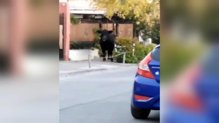 [VIDEO] Vecinos de El Bosque graban a vaca suelta recorriendo las calles