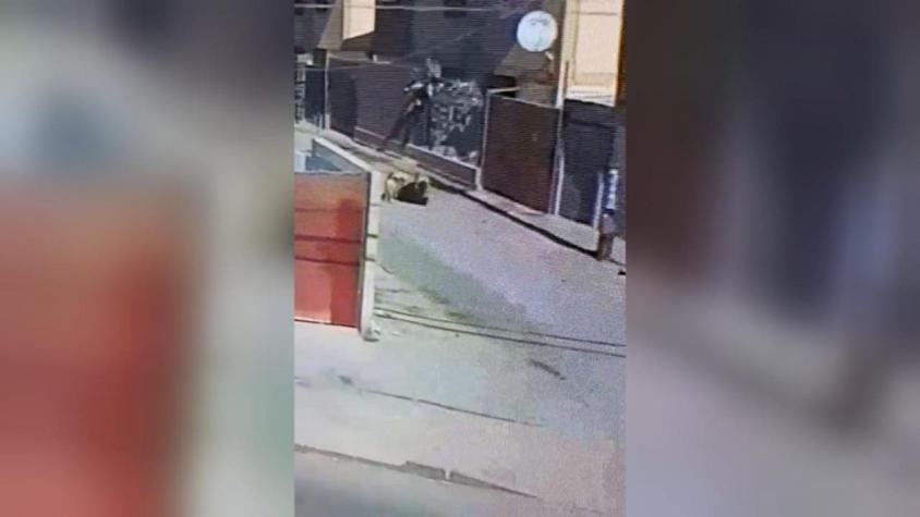 Mujer se encuentra herida de gravedad tras ser atacada por dos perros en Copiapó