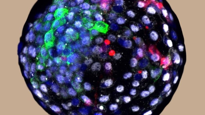 El polémico experimento con embriones que contienen células de mono y humano