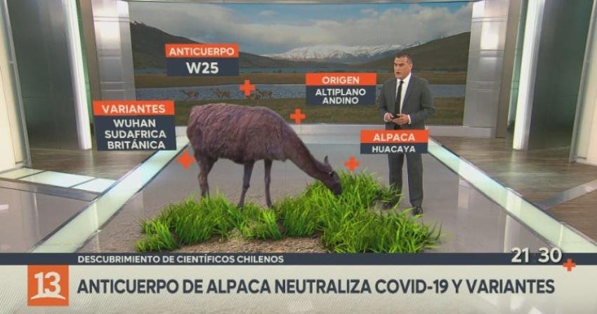 [VIDEO] Anticuerpo de alpaca neutraliza COVID-19 y variantes
