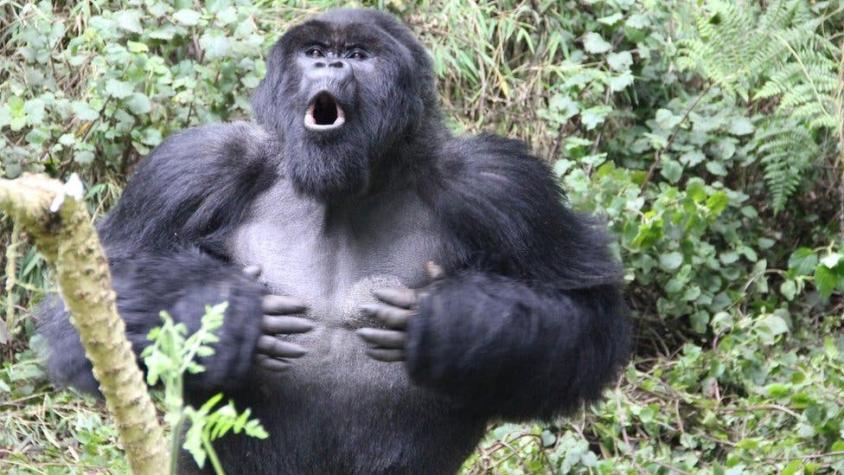 Científicos descubren la verdadera razón por la que los gorilas se golpean el pecho