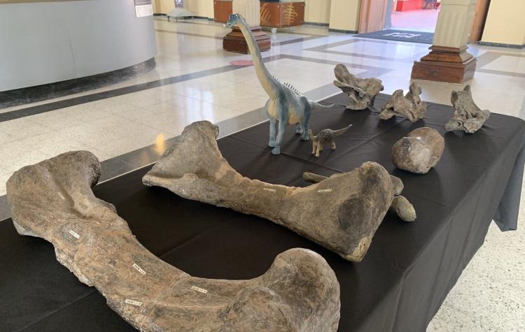 Presentan nueva especie de dinosaurio llamada "Arackar licanantay" descubierta en Chile