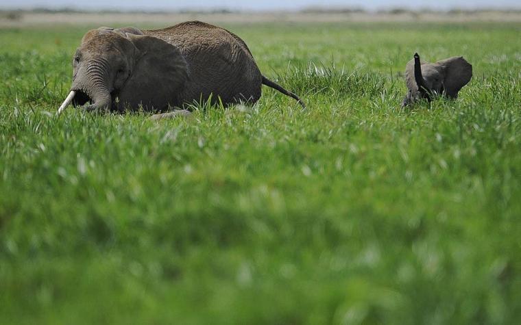 Un presunto cazador de rinocerontes muere pisoteado por elefantes en Sudáfrica