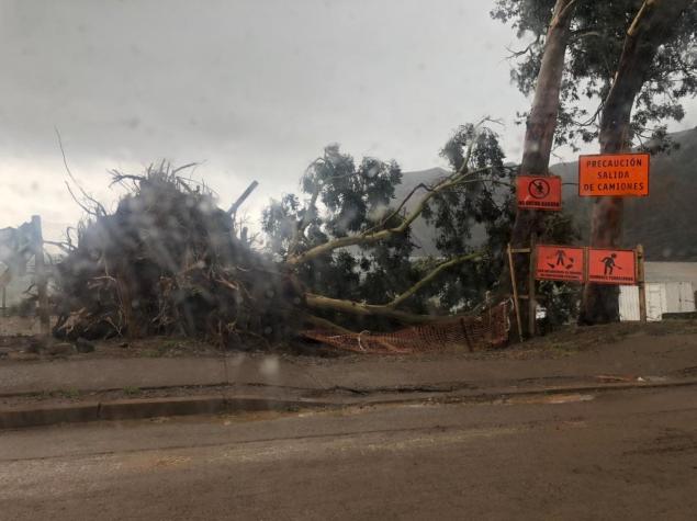Caída de árboles, corte de luz y daños: Alerta Amarilla en Juan Fernández por sistema frontal