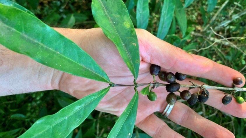 La planta que podría salvar la producción mundial de café