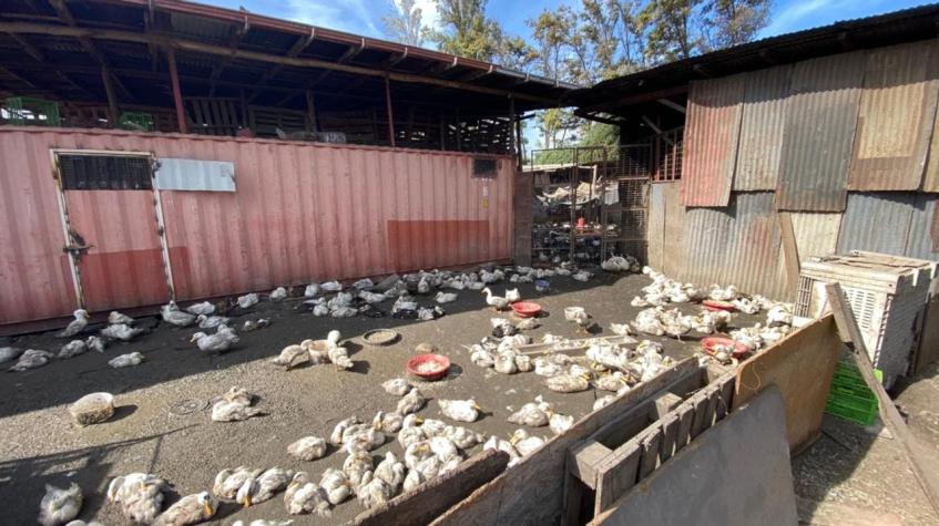 Maltrato animal: Carabineros desbarata matadero clandestino en la comuna de La Pintana