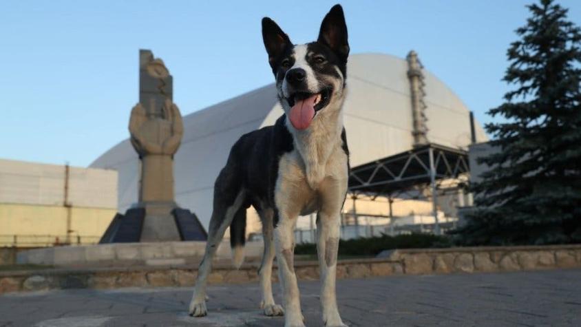 Chernóbil: los guardias que cuidan a perros abandonados en la Zona de Exclusión del desastre nuclear