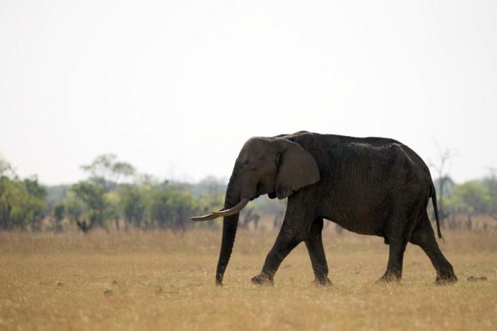 Zimbabwe estudia vender el derecho a disparar a elefantes para financiar sus parques