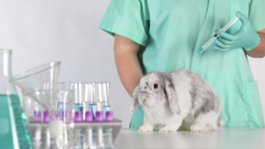 Presentan proyecto para prohibir pruebas y testeo de productos de higiene y cosméticos en animales