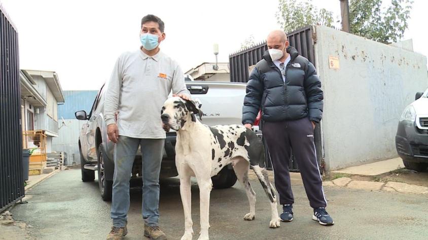 [VIDEO] Familia en España busca recuperar a su perro: Tuvieron que dejarlo en Chile por su tamaño