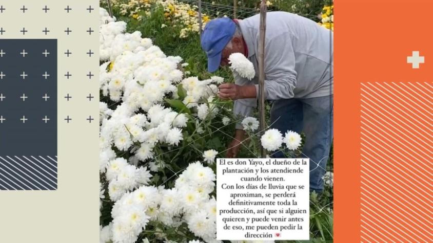[VIDEO] Jardín "Don Yayo" de Limache remata 30 mil flores para no perder su cosecha