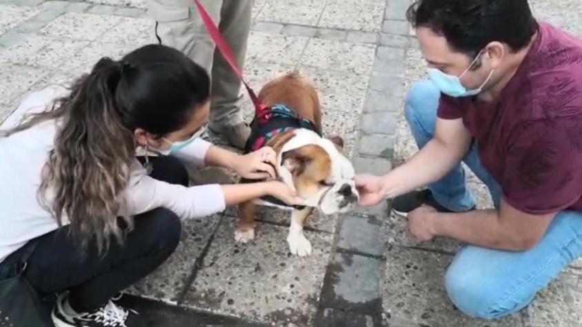 [VIDEO] Recuperan a perro robado en violento asalto: a balazos se llevaron 6 cachorros