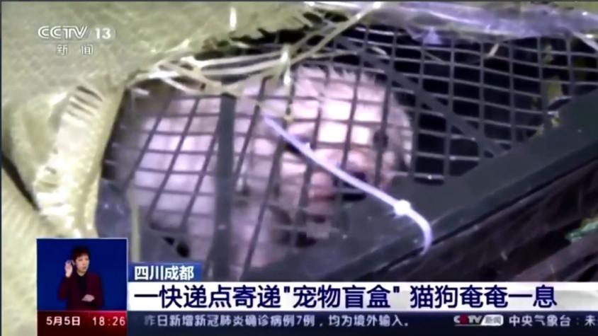 [VIDEO] 160 animales fueron encontrados al interior de "cajas sorpresa" en China
