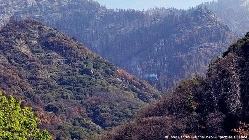 Descubren un árbol gigante que sigue ardiendo tras el incendio de California el 2020