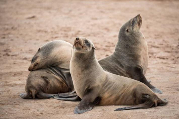 Encuentran 170 focas jóvenes desolladas y muertas en las costas del Mar Caspio